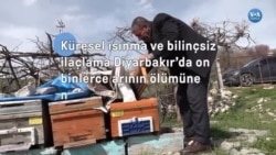 Diyarbakır’da aniden artan sıcaklar binlerce arının ölmesine neden oldu