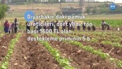 Diyarbakır'da pamuk üreticileri destek istiyor