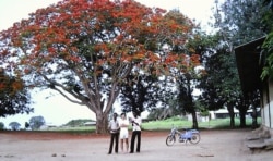 Tác giả và hai học trò chụp hình dưới cây phượng nơi sân trường ở Notsé, Togo hè năm 1984 (Ảnh: Bùi Văn Phú)