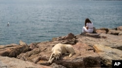 Sokakta yaşayan köpeklerin öldürülmesinin önünü açtığı gerekçesiyle toplumda tartışma yaratan teklif, 23 Temmuz’da TBMM Komisyonu’nda kabul edilerek TBMM Genel Kurulu’na gönderilmişti