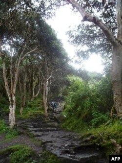 The Inca Trail – Ngày Thứ 2