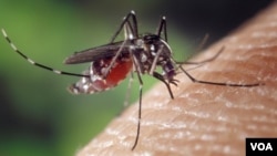 lao-mosquito-dengue-carrier 