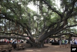 Lahaina'daki 150 yıllık banyan ağacı Salı günü çıkan yangın sonucu kül oldu.