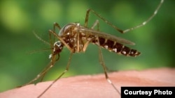 Hình minh họa - Muỗi có thể mang virus Zika.