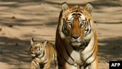 A tiger with cub at Bandhavgarh Tiger Reserve