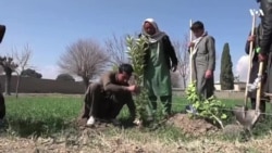 په خوست کې د مېوو نوي باغونه جوړیږي