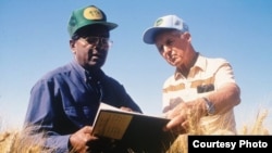 Ông Sanjaya Rajaram (trái) và ông Norman Borlaug làm việc tại cánh đồng lúa mì ở Mexico, ảnh được cung cấp bởi Trung Tâm Cải tiến Lúa Mạch và Ngô Quốc tế (CIMMYT).