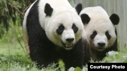 Mei Xiang và Tian Tian tại Sở thú quốc gia ở thủ đô Washington