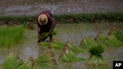 Nông dân nghèo khó vì đất đai bị các công ty tư nhân chiếm đoạt, không có hạt giống tốt với giá phải chăng, khó tiếp cận nguồn vốn, giá thành đầu vào ở mức cao và hệ thống đường sá không tốt khiến cho việc đưa nông sản ra thị trường trở nên khó khăn.