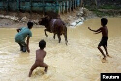 Cox Bazar'da kurbanlık danayı yıkayan Arakanlı mülteci çocuklar